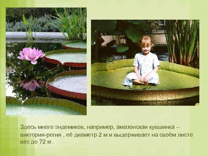 Здесь много эндемиков, например, амазонская кувшинка – виктория-регия , её диаметр 2 м и