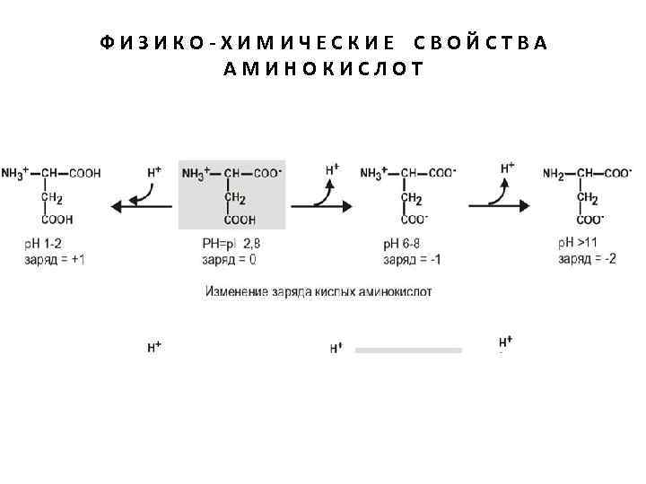 ФИЗИКО-ХИМИЧЕСКИЕ СВОЙСТВА АМИНОКИСЛОТ 