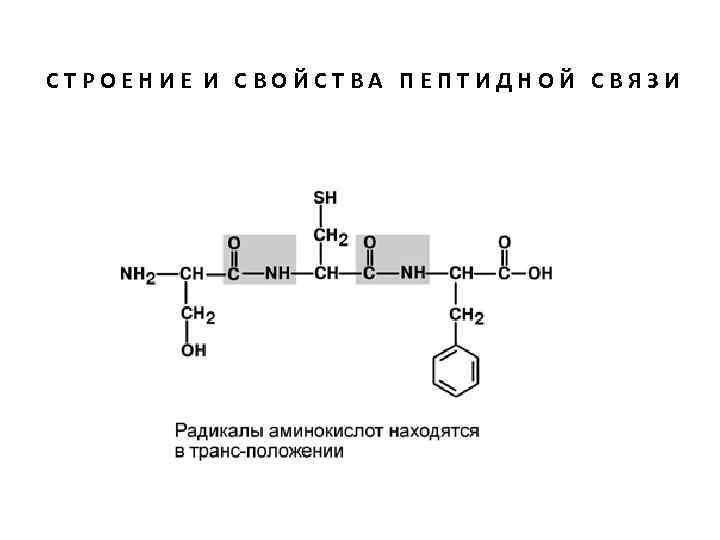 СТРОЕНИЕ И СВОЙСТВА ПЕПТИДНОЙ СВЯЗИ 