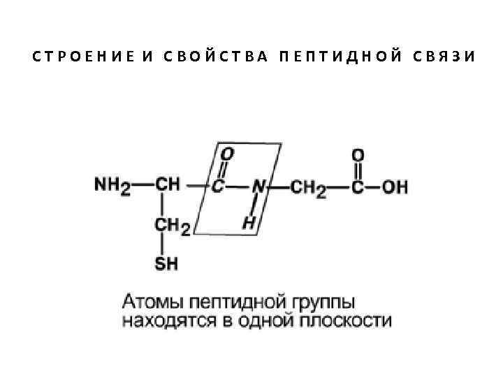 Пептидная группа белка. Схема образования пептидной связи биохимия. Пептидные связи: образование, строение, свойства.. Пептидная связь химическая природа пептидной связи. Строение и свойства пептидной связи.