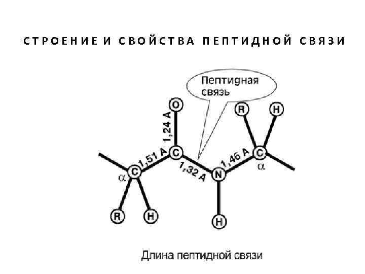 СТРОЕНИЕ И СВОЙСТВА ПЕПТИДНОЙ СВЯЗИ 