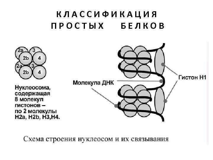 Каким номером на рисунке обозначена структура которая образована молекулами днк и белками гистонами