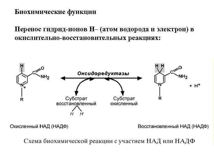 Биохимические функции Перенос гидрид-ионов Н– (атом водорода и электрон) в окислительно-восстановительных реакциях: 