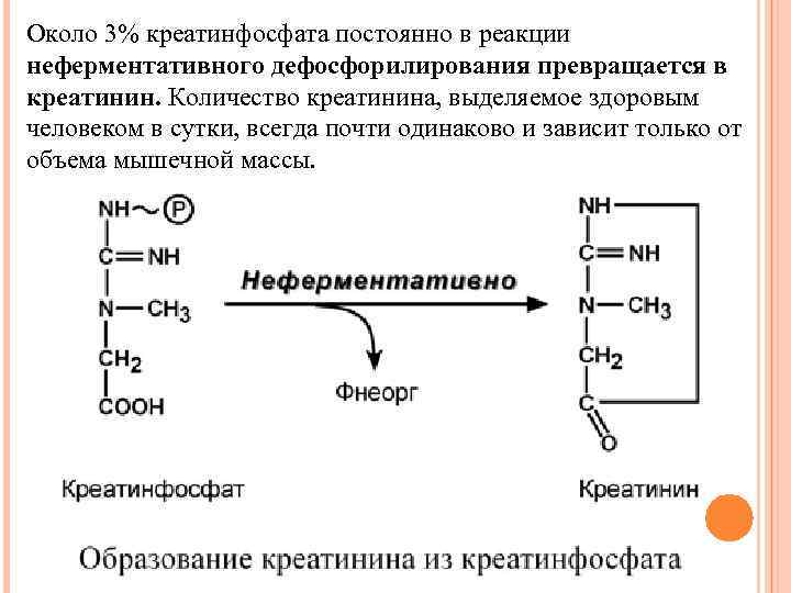 Около 3% креатинфосфата постоянно в реакции неферментативного дефосфорилирования превращается в креатинин. Количество креатинина, выделяемое