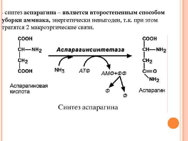 Содержит макроэргические связи обеспечивает энергией реакции синтеза