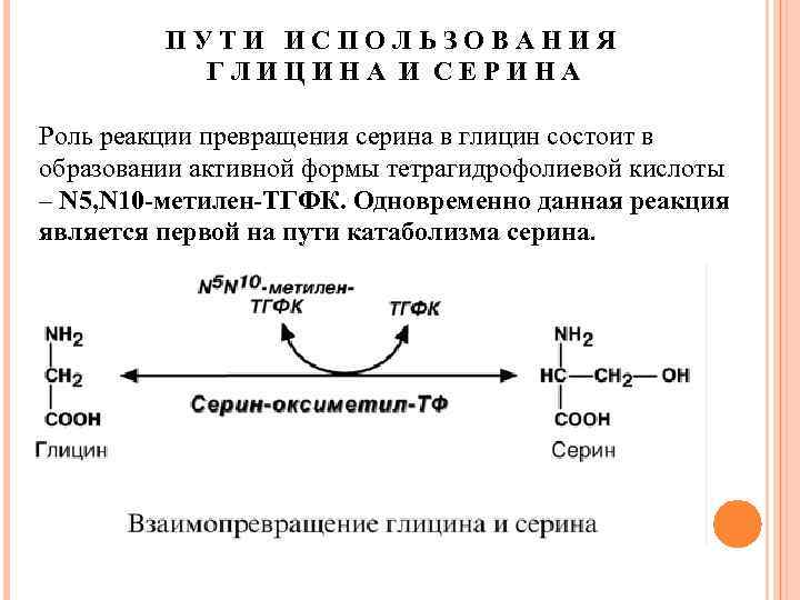 ПУТИ ИСПОЛЬЗОВАНИЯ ГЛИЦИНА И СЕРИНА Роль реакции превращения серина в глицин состоит в образовании