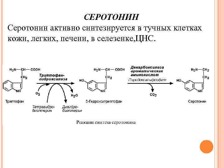 СЕРОТОНИН Серотонин активно синтезируется в тучных клетках кожи, легких, печени, в селезенке, ЦНС. 