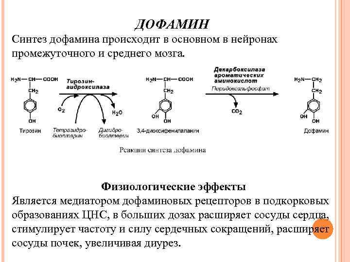 ДОФАМИН Синтез дофамина происходит в основном в нейронах промежуточного и среднего мозга. Физиологические эффекты