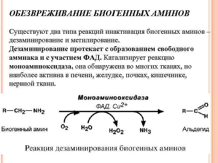 ОБЕЗВРЕЖИВАНИЕ БИОГЕННЫХ АМИНОВ Существуют два типа реакций инактивация биогенных аминов – дезаминирование и метилирование.