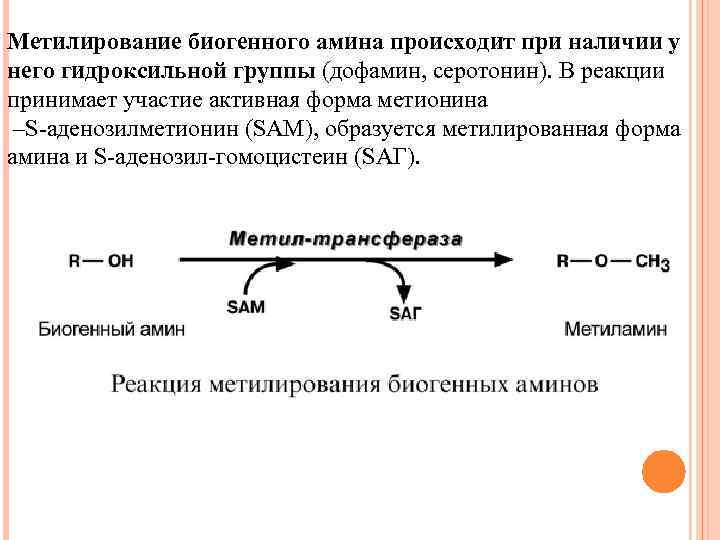 Метилирование биогенного амина происходит при наличии у него гидроксильной группы (дофамин, серотонин). В реакции