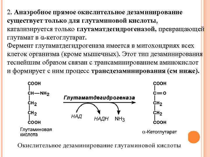 2. Анаэробное прямое окислительное дезаминирование существует только для глутаминовой кислоты, катализируется только глутаматдегидрогеназой, превращающей