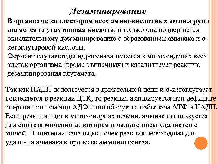 Дезаминирование В организме коллектором всех аминокислотных аминогрупп является глутаминовая кислота, и только она подвергается