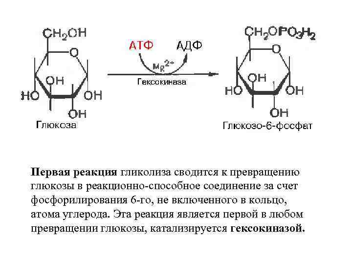 Первая реакция гликолиза сводится к превращению глюкозы в реакционно-способное соединение за счет фосфорилирования 6