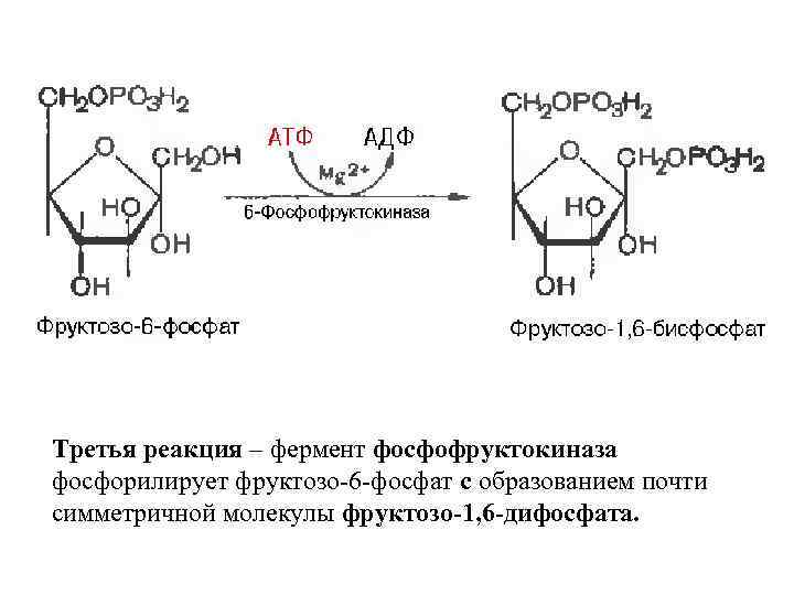 Третья реакция – фермент фосфофруктокиназа фосфорилирует фруктозо-6 -фосфат с образованием почти симметричной молекулы фруктозо-1,