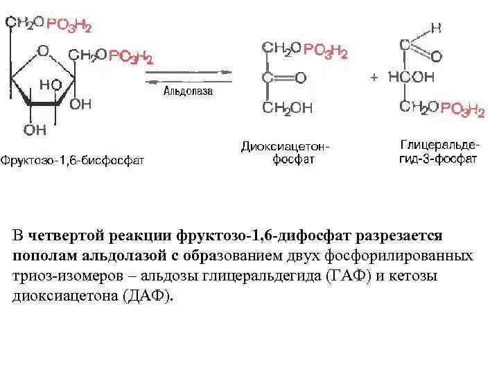 В четвертой реакции фруктозо-1, 6 -дифосфат разрезается пополам альдолазой с образованием двух фосфорилированных триоз-изомеров