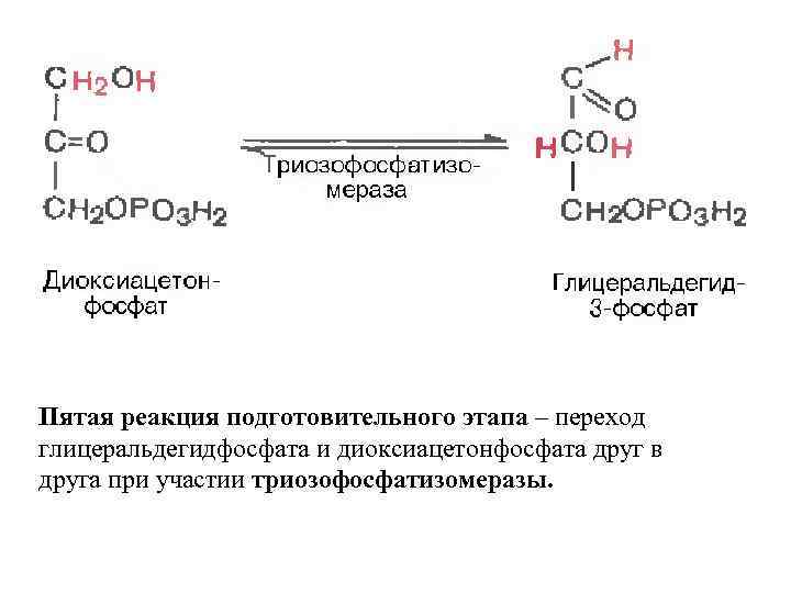 Пятая реакция подготовительного этапа – переход глицеральдегидфосфата и диоксиацетонфосфата друг в друга при участии