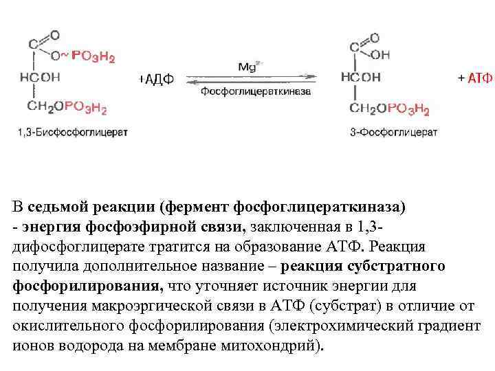 В седьмой реакции (фермент фосфоглицераткиназа) - энергия фосфоэфирной связи, заключенная в 1, 3 дифосфоглицерате