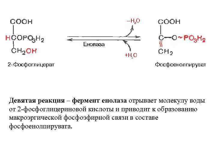 Девятая реакция – фермент енолаза отрывает молекулу воды от 2 -фосфоглицериновой кислоты и приводит