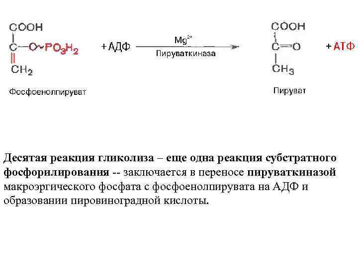 Десятая реакция гликолиза – еще одна реакция субстратного фосфорилирования -- заключается в переносе пируваткиназой