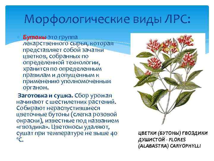 Морфологические виды ЛРС: Бутоны-это группа Бутоны лекарственного сырья, которая представляет собой зачатки цветков, собранных