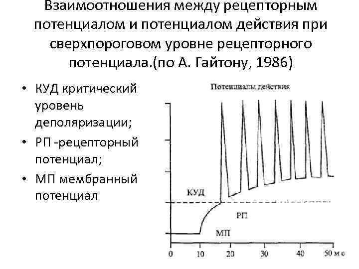 Степенью возбудимости. Рецепторный и генераторный потенциалы физиология. Свойства и особенности рецепторного и генераторного потенциалов..