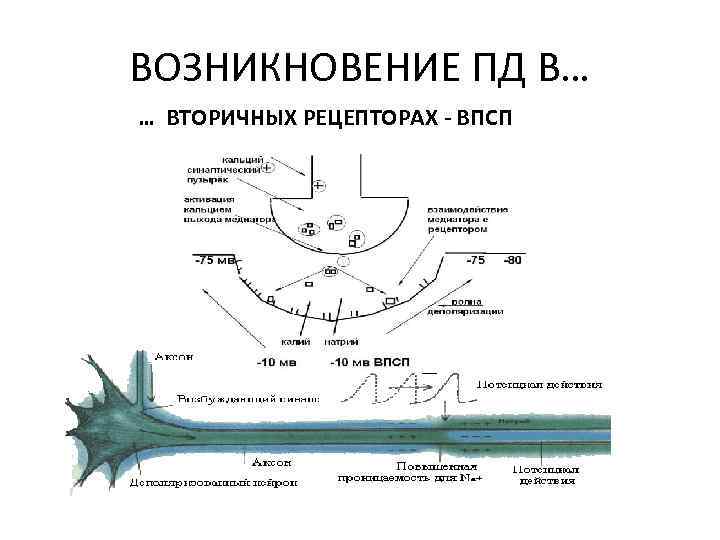 ВОЗНИКНОВЕНИЕ ПД В… … ВТОРИЧНЫХ РЕЦЕПТОРАХ - ВПСП 