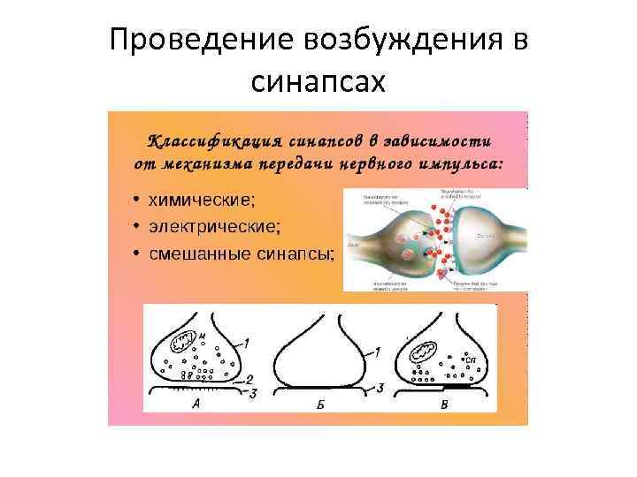 Проведение возбуждения в синапсах 