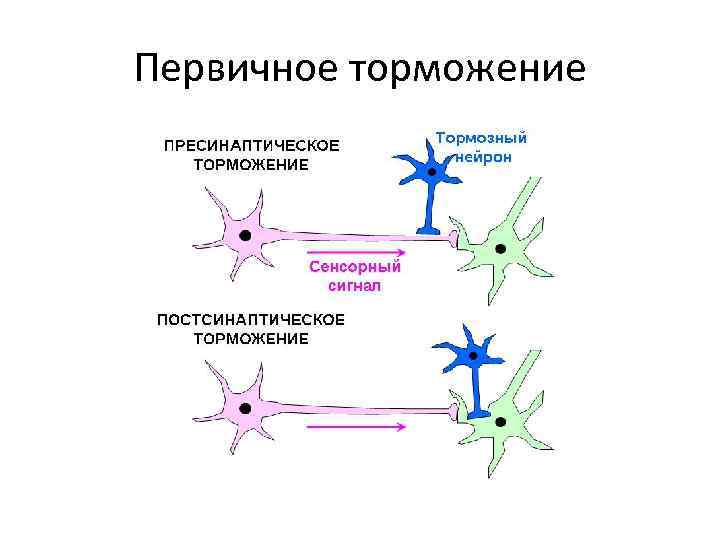 Первичное торможение 