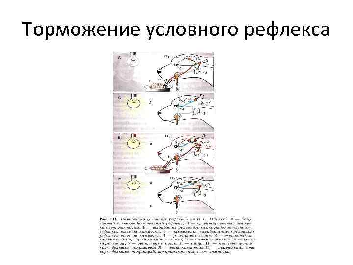 Торможение условного рефлекса 