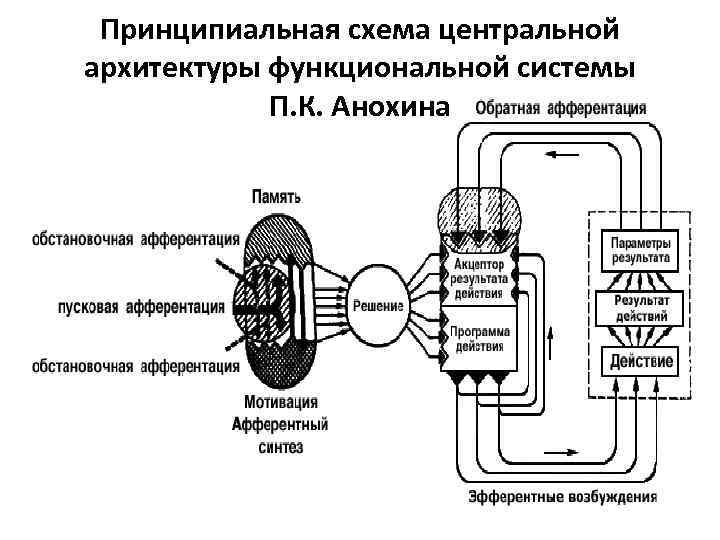 Принципиальная схема центральной архитектуры функциональной системы П. К. Анохина 