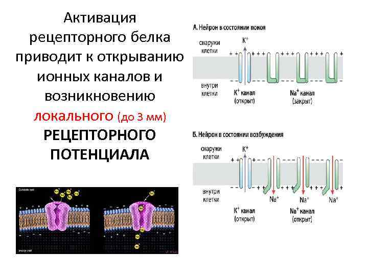 Активация рецепторного белка приводит к открыванию ионных каналов и возникновению локального (до 3 мм)