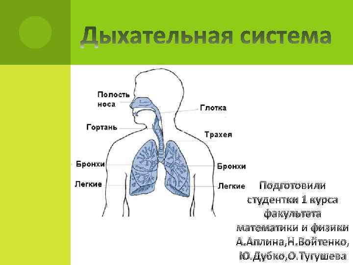 Подготовили студентки 1 курса факультета математики и физики А. Аплина, Н. Войтенко, Ю. Дубко,