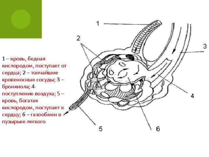 1 – кровь, бедная кислородом, поступает от сердца; 2 – тончайшие кровеносные сосуды; 3