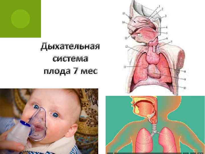 Дыхательная система плода 7 мес 