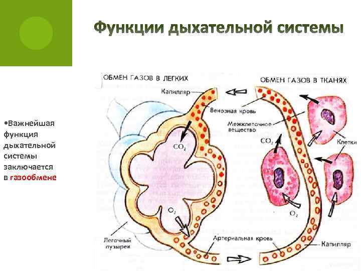 Функции дыхательной системы • Важнейшая функция дыхательной системы заключается в газообмене 