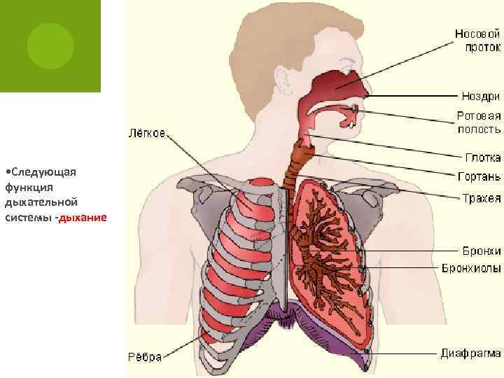  • Следующая функция дыхательной системы -дыхание 