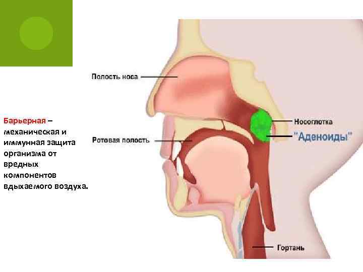 Барьерная – механическая и иммунная защита организма от вредных компонентов вдыхаемого воздуха. 