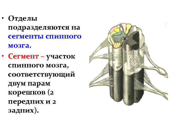  • Отделы подразделяются на сегменты спинного мозга. • Сегмент – участок спинного мозга,