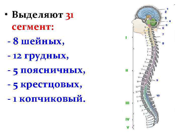  • Выделяют 31 сегмент: - 8 шейных, - 12 грудных, - 5 поясничных,