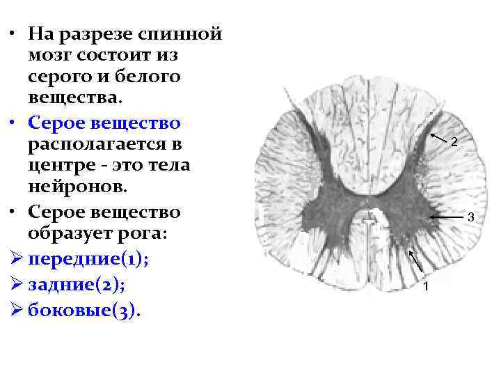  • На разрезе спинной мозг состоит из серого и белого вещества. • Серое