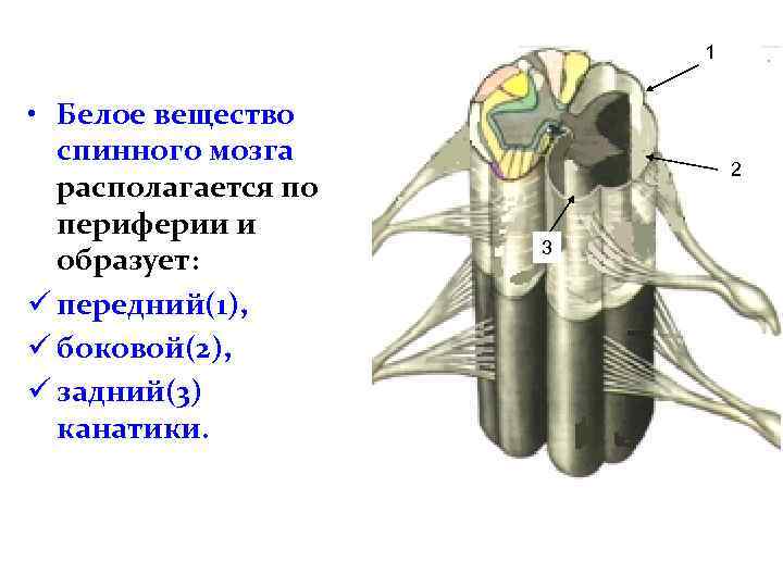 1 • Белое вещество спинного мозга располагается по периферии и образует: ü передний(1), ü