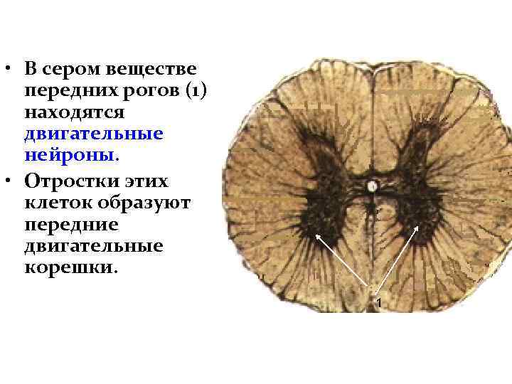  • В сером веществе передних рогов (1) находятся двигательные нейроны. • Отростки этих