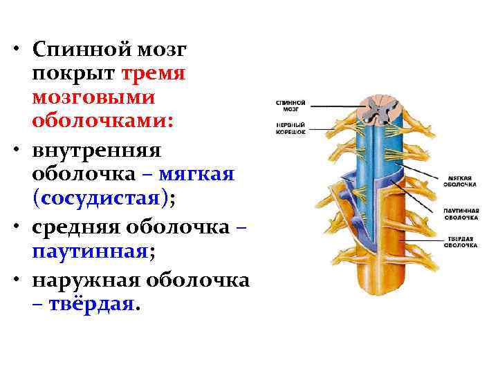  • Спинной мозг покрыт тремя мозговыми оболочками: • внутренняя оболочка – мягкая (сосудистая);