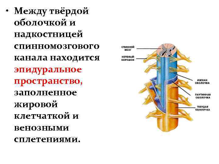  • Между твёрдой оболочкой и надкостницей спинномозгового канала находится эпидуральное пространство, заполненное жировой