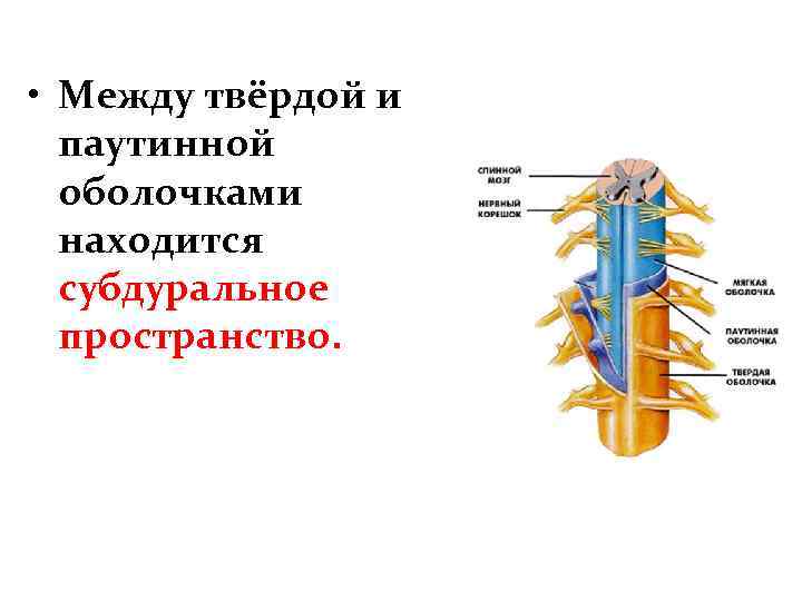  • Между твёрдой и паутинной оболочками находится субдуральное пространство. 