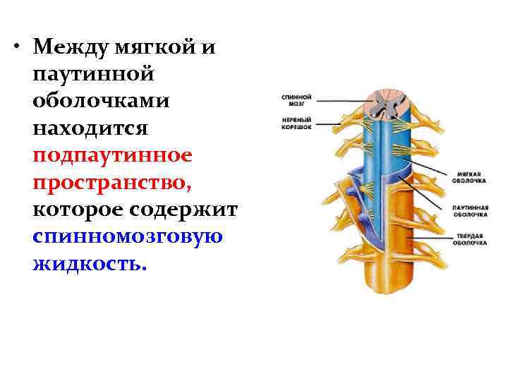  • Между мягкой и паутинной оболочками находится подпаутинное пространство, которое содержит спинномозговую жидкость.