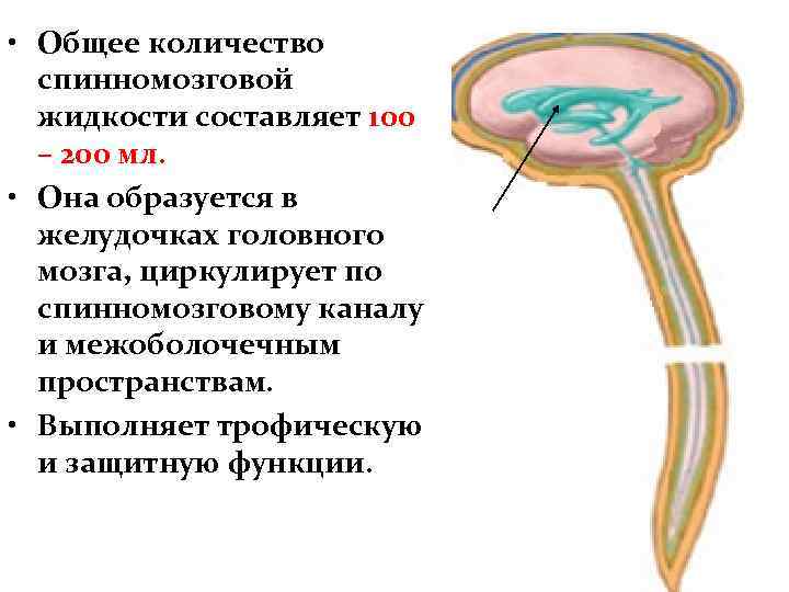  • Общее количество спинномозговой жидкости составляет 100 – 200 мл. • Она образуется