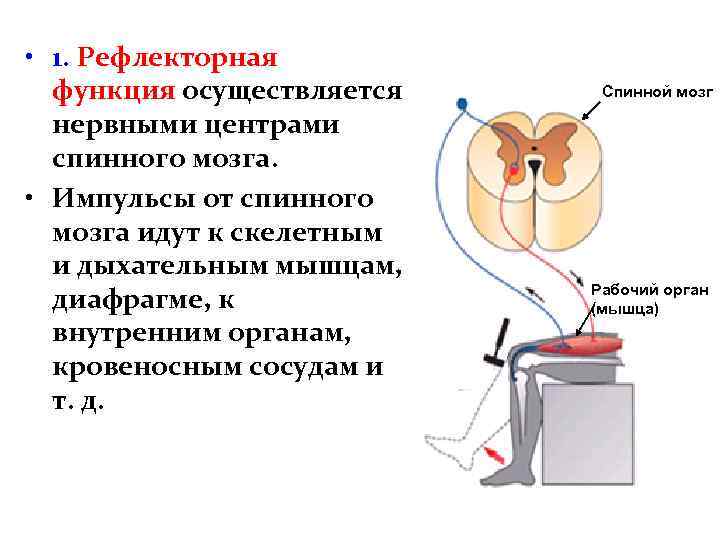  • 1. Рефлекторная функция осуществляется нервными центрами спинного мозга. • Импульсы от спинного