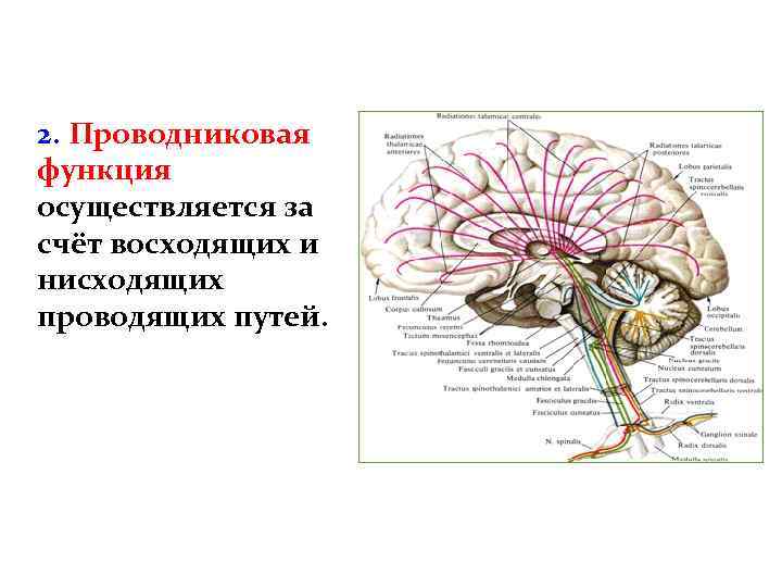 2. Проводниковая функция осуществляется за счёт восходящих и нисходящих проводящих путей. 