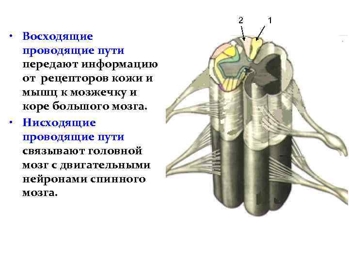 2 • Восходящие проводящие пути передают информацию от рецепторов кожи и мышц к мозжечку